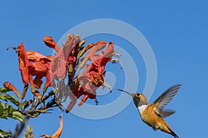 Tiny cute male Rufous Hummingbird sucking on nectar of a flower