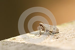 A tiny cute Planthopper Issus coleoptratus perching on a wooden fence in woodland.