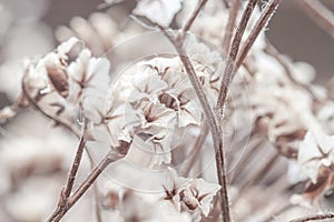 Tiny cute romantic lovely white dried flower with neutral brown tone and blur background macro