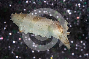 Tiny Cuttlefish in Lembeh Strait, Indonesia