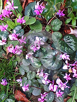 Tiny Cyclamen flowers in a hedgerow on a quiet road in the countryside around Pendle Hill in Lancashire