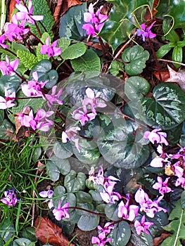 Tiny Cyclamen flowers in a hedgerow on a quiet road in the countryside around Pendle Hill in Lancashire photo