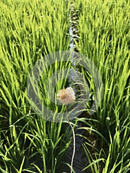 Tiny dandelion photo