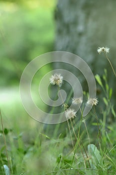 Tiny dandelions in meadow.