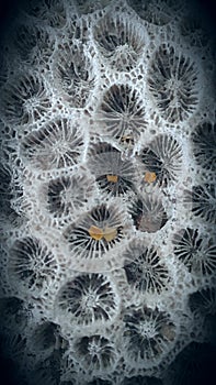 Tiny dead world. Dried leaves in a coral skeleton. Geometric patterns of life contrasting with nature& x27;s symetry. photo