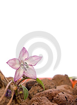 Tiny Decorative Pepper Flower