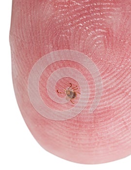 Tiny deer tick on finger tip of man