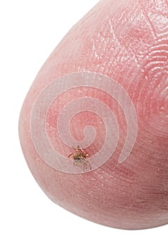 Tiny deer tick on finger tip of man