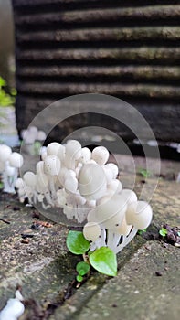 Tiny defocused white mushroom growth