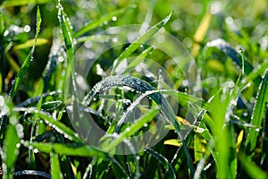 Tiny dew water drops on fresh grass