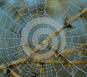 Tiny dewdrops on fine cobweb