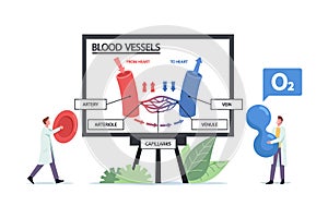 Tiny Doctors Characters Presenting Huge Infographics of Blood Circulation in Vein, Artery Vessels or Arteriole