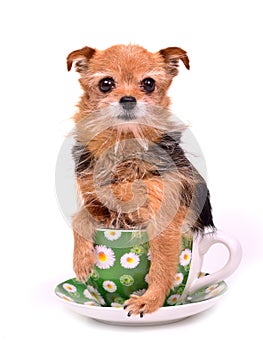 Tiny dog hiding in tea cup