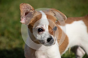 A tiny dog with one ear up and one ear down.