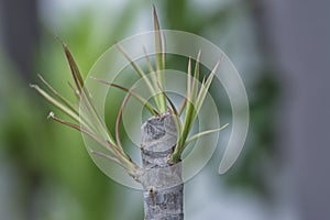 Tiny dracaena shoots sprouting from the stem. photo