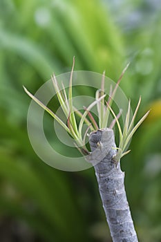 Tiny dracaena shoots sprouting from the stem. photo