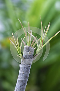 Tiny dracaena shoots sprouting from the stem. photo