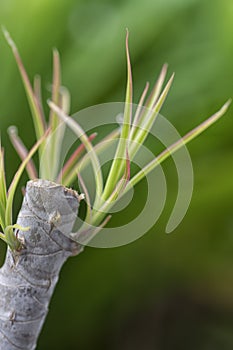 Tiny dracaena shoots sprouting from the stem. photo