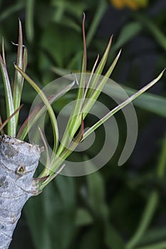 Tiny dracaena shoots sprouting from the stem. photo