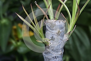 Tiny dracaena shoots sprouting from the stem. photo