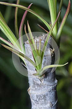 Tiny dracaena shoots sprouting from the stem. photo