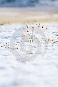 Tiny dry flower with snow in high mountain valley