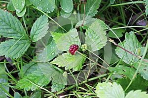 Tiny dwarf wild raspberries grow on the forest floor