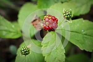 Tiny dwarf wild raspberries grow on the forest floor