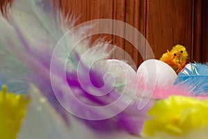 Tiny easter chicken on top of white eggs in the background. Blurred pastel feathers in foreground