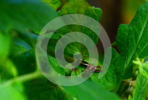Tiny Eastern Dwarf Tree Frog