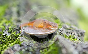 Tiny Eastern Spotted Newt on quarter coin photo