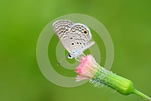 Tiny Eastern tailed blue Cupido comyntas photo