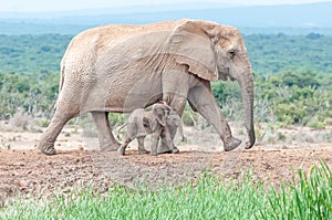 Tiny elephant calf walking next to its mother