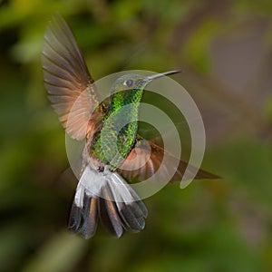 Tiny emerald hummingbird in flight