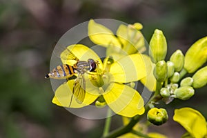 Tiny episyrphus balteatus insect on a primrose flower