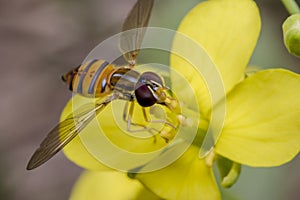 Tiny episyrphus balteatus insect on a primrose flower