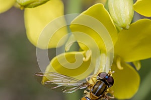 Tiny episyrphus balteatus insect on a primrose flower