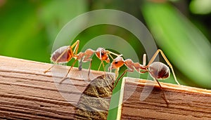 Tiny Explorer: Ants in Natural Habitat