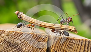 Tiny Explorer: Ants in Natural Habitat