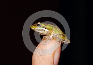 Tiny fallax frog on finger