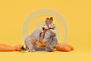 Tiny fawn French Bulldog dog puppy dressed up as Easter bunny with rabbit ears headband and carrots