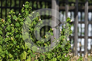 Ruby Throated Hummingbird hovering over flower