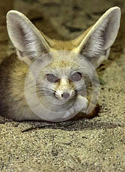 Tiny Fennec Fox