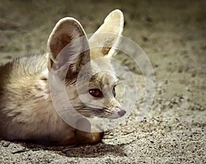 Tiny Fennec Fox