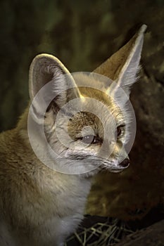 Tiny Fennec Fox