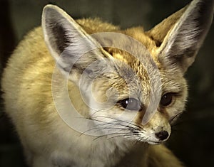 Tiny Fennec Fox