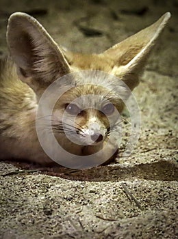 Tiny Fennec Fox