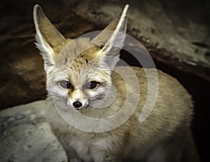 Tiny Fennec Fox