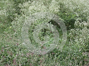 tiny filler flowers used for decoration