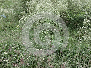 tiny filler flowers used for decoration